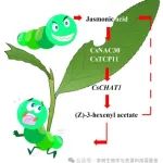 实验室韦朝领团队发现乙酸叶醇酯参与茶树抵御茶尺蠖取食的分子机制