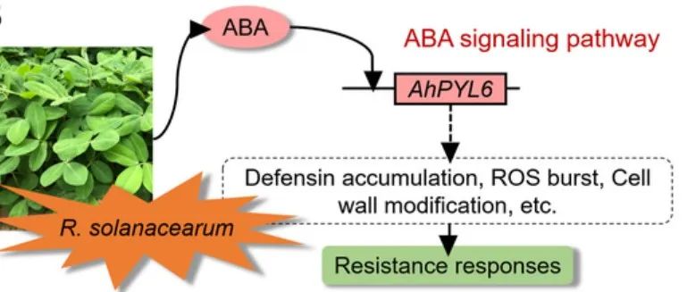 河南农业大学殷冬梅教授团队发现脱落酸信号通路正向调控花生对青枯病抗性