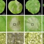 河南农业大学博士生一作在植物科学一区Top期刊 (IF：6.1)发表研究成果！发现脱落酸信号通路正向调控花生对青枯病抗性