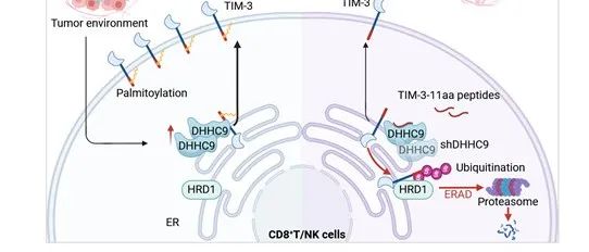 Sci Immun | 山东大学马春红教授团队发现靶向TIM-3棕榈酰化增强抗肿瘤免疫的新策略