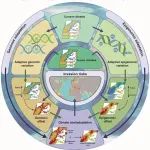 Global Change Biology | 中科院生态环境研究中心战爱斌团队整合多组学揭示入侵生物的气候适应机制和入侵风险。