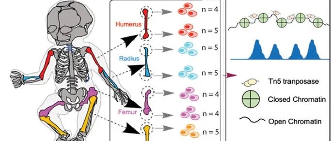 Cell | 人类骨骼发育的功能基因组学及身高遗传模式的研究