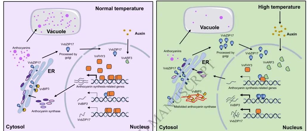 文献分享 | 高温下VvFHY3通过整合生长素与内质网应激调节葡萄花色苷的生物合成