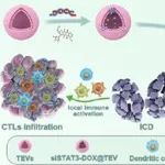 ACS Nano：肿瘤源性细胞外囊泡可通过肿瘤趋向性化学基因疗法实现三阴性乳腺癌局部免疫激活