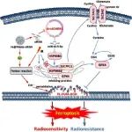 ACS Nano：靶向环状RNA ADARB1的纳米载体可通过协同促进铁死亡提高鼻咽癌的放射敏感性