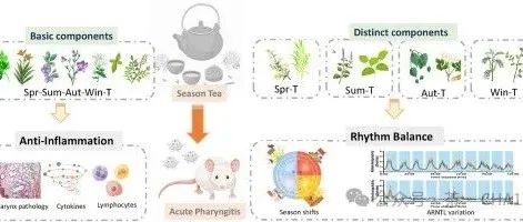 传统中医“季节茶”对急性咽炎大鼠模型的治疗作用及其对生物钟调节的研究