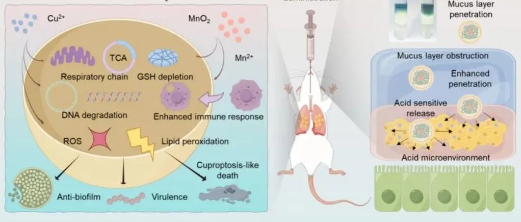 【ACS Nano】基于锰增强细菌铜中毒样死亡的黏膜渗透性局部给药策略用于治疗细菌性肺炎