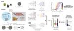 Science | 加速百万倍的实验室演化带来蛋白结构与功能新见解