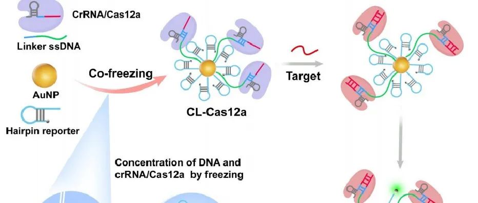 共冷冻定域CRISPR-Cas12a系统实现了快速灵敏的核酸分析