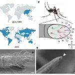 Nature | 蚊子通过对人类和花卉信号的味觉反应指导叮咬和进食