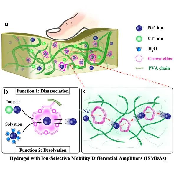 港城大杨凯/Derek Ho Angew：离子选择性迁移率差分放大器 - 增强水凝胶中的压力感应电压响应