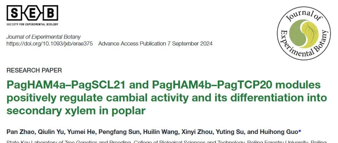 文献分享 | PagHAM4a-PagSCL21和PagHAM4b-PagTCP20模块调节杨树形成层活性及其向次生木质部的分化