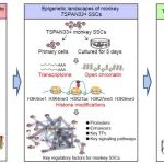 NAR | 中国科学院昆明动物研究所郑萍团队牵头揭示猕猴精原干细胞的表观特征图谱和干细胞稳态关键调控因子