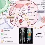 ACS Nano：靶向PET成像示踪的仿生共递送可协同增强铁死亡和焦亡以诱导肺癌消退和抗PD-L1免疫治疗