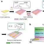 AFM：基于双离子凝胶交联有机电化学晶体管的高性能突触装置