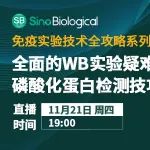 WB进阶Webinar：质控专家带您打破“实验玄学”，做好磷酸化蛋白检测