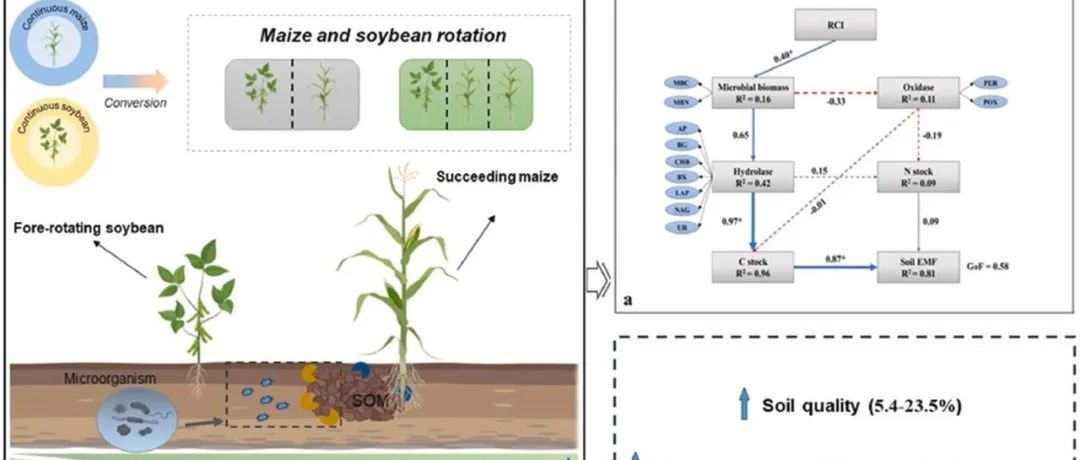 豆禾轮作丨J ENVIRON MANAGE：玉米和大豆轮作有利于提高土壤质量和有机碳储量