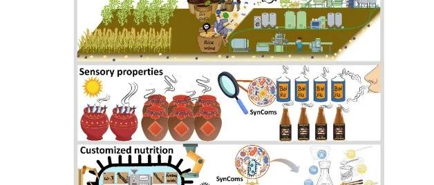 合成微生物群落：提升传统发酵食品品质的新策略