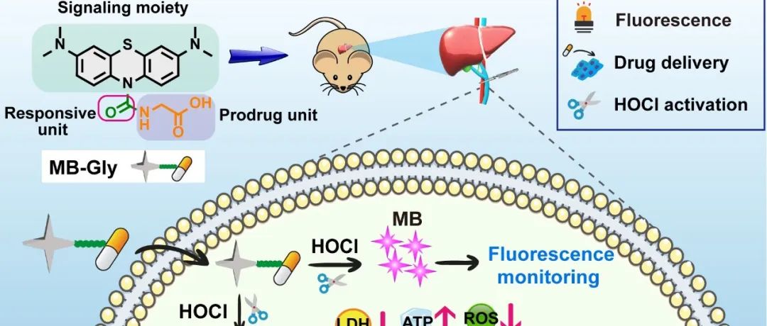 祝贺 | 课题组开发了一种用于肝脏缺血再灌注损伤诊疗的“三合一”荧光平台