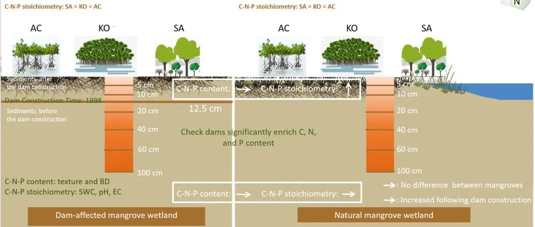 华南植物园小良站团队揭示水坝有助于土壤有机碳固持及氮磷沉积