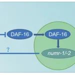 Aging Cell | 中国科学院脑科学与智能技术卓越创新中心蔡时青研究组筛选得到新型衰老调节剂