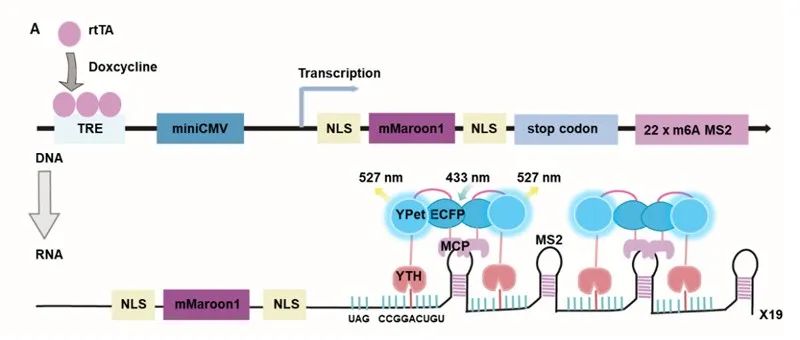 Sci Adv | 深圳湾实验室彭琴课题组开发mRNA修饰m&#8310;A的活细胞可视化探针并揭示其与应激颗粒的内在联系