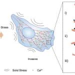 Cell Discovery | 中南大学刘静等团队合作揭示肿瘤细胞感知固相应力促进其转移的新机制