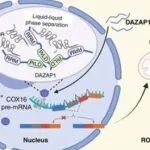 Cancer Res | 南京医科大学刘来奎等团队研究表明DAZAP1相分离调控线粒体代谢促进口腔鳞状细胞癌侵袭转移