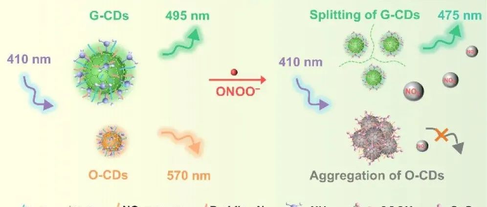 AC.碳点的分裂和聚集:过亚硝酸根的波长移动和比率荧光传感