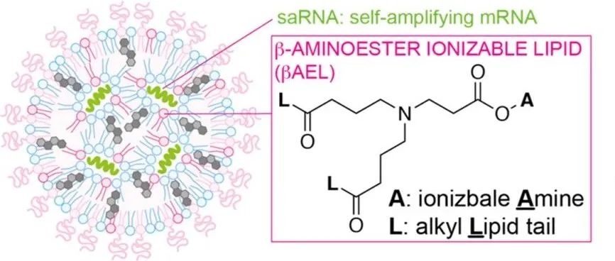 【ACS Nano】通过含有β-氨基酯可电离脂质的脂质纳米颗粒递送自扩增mRNA来扩增蛋白质表达与减少先天免疫激活相关
