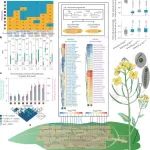 Nature Genetics|基因组结构变异重塑油菜基因表达和性状变异机制