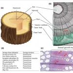 New Phytologist综述 | 养分在木材中的储存形态和位置：功能与生物地球化学影响下的未解之谜