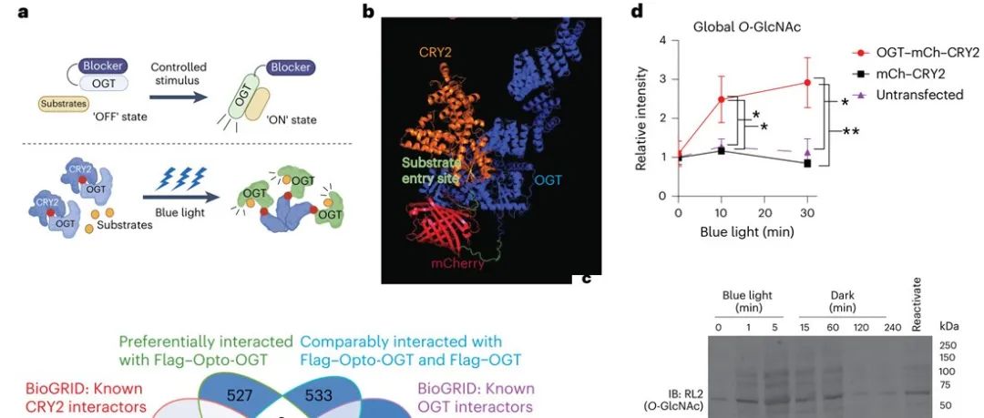 Nat. Chem. Biol. | 采用Opto-OGT实现对亚细胞O-GlcNAc信号转导的时空调控