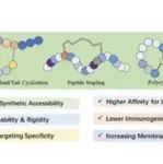 Chem. Soc. Rev.：肽大环化策略的最新进展