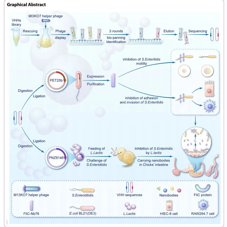 J Nanobiotechnology | 四川大学王红宁揭示利用重组乳酸乳球菌抵抗肠道中鼠伤寒沙门氏菌的入侵的新方法