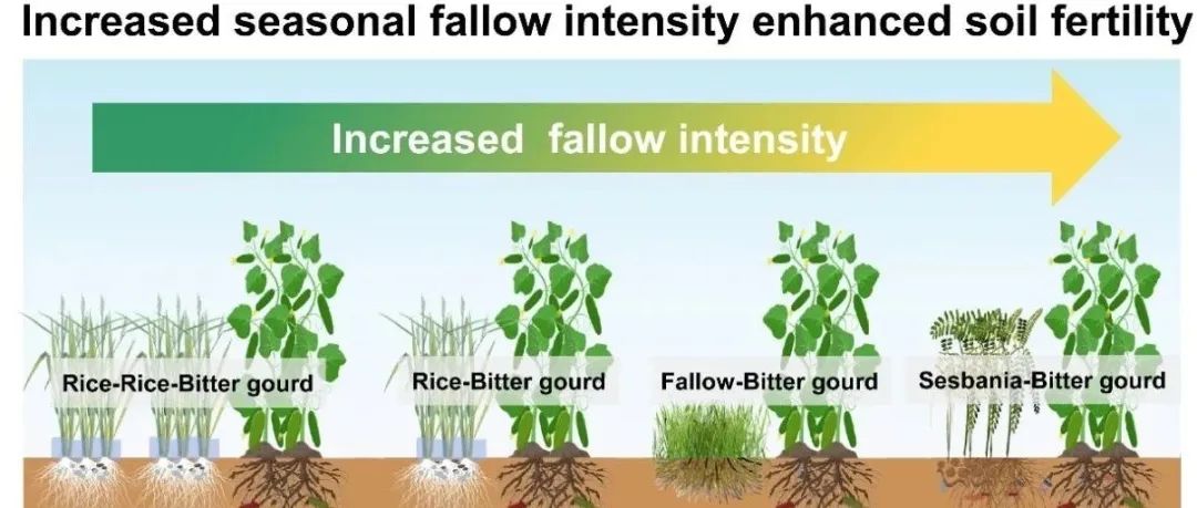 休耕强度|STR：增加季节性休耕强度提高了热带多熟区砖红壤的土壤肥力