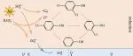 文献速递 | 重新回顾暴露于空气中的UV/亚硫酸盐工艺：还原脱氯和氧化矿化的氧化还原过程