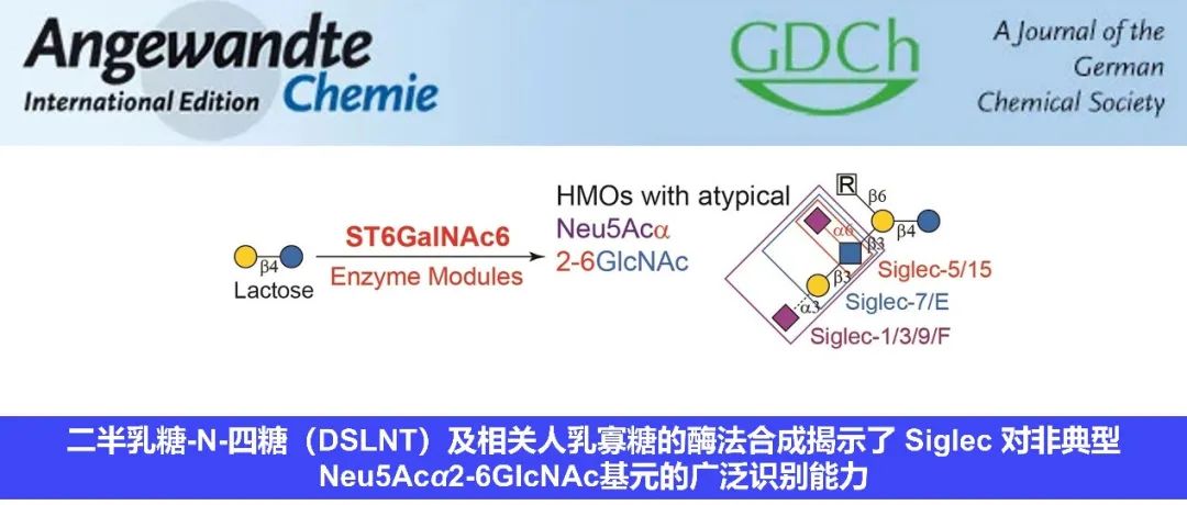 Angew∣二半乳糖-N-四糖及相关人乳寡糖酶法合成揭示了Siglec对非典型Neu5Acα2-6GlcNAc基元的广泛识别能力