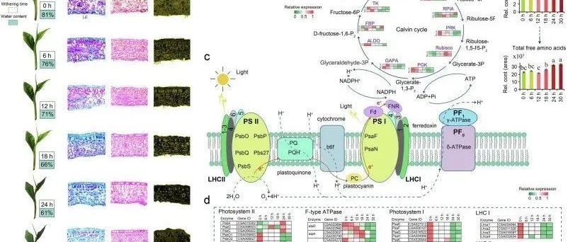 茶叶萎凋过程中生理和化学变化的全面研究