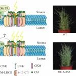 中国科学院植物所博士生一作在国际学术期刊（IF：7.2）发表研究成果！