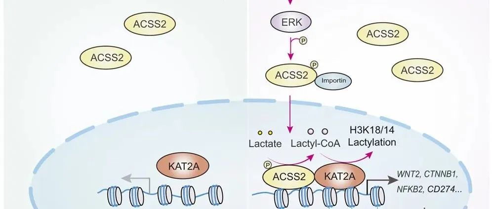 Cell Metab | 浙江大学吕志民团队揭示哺乳动物细胞乳酰辅酶A合成酶促进组蛋白乳酸化及肿瘤免疫逃逸