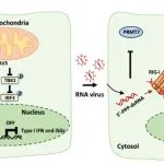 PNAS | 厦门大学刘文团队揭示精氨酸甲基转移酶调控抗病毒先天免疫反应的功能和机制