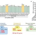 李家洋院士团队博士后一作在植物科学一区Top期刊发表研究成果！