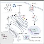 Cell Chem Bio | 军事医学研究院黎浩/刘玮团队与复旦大学周璐团队合作揭示宿主特异性鞘磷脂影响RNA病毒复制的新机制