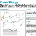 《Current Biology》报道华东理工大学万年峰组合作成果：植物多样性影响病毒杀虫剂杀虫效果的机制