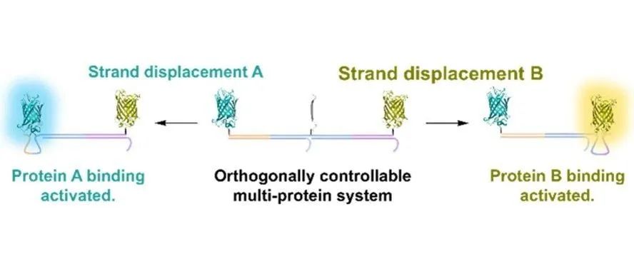文献分享| J. Am. Chem. Soc.：基于DNA调控的多蛋白互补控制系统