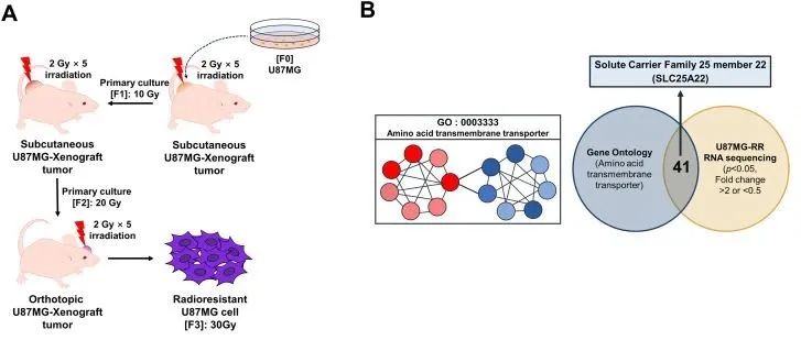 【文献分享】线粒体谷氨酸转运蛋白SLC25A22单向转运谷氨酸促进放射抗性胶质母细胞瘤代谢重编程