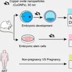 ACS Nano：氧化铜纳米颗粒可通过破坏线粒体自噬介导的代谢影响小鼠胚胎着床前发育