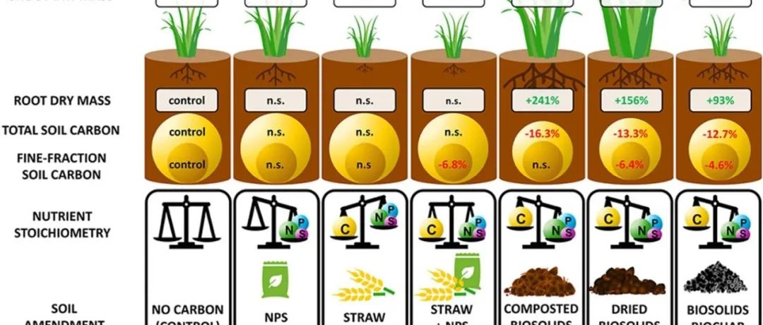 土壤微生物碳循环丨SOIL BIOL BIOCHEM：转化生物固体以土壤碳的 “代价 ”促进黑麦草生长和微生物碳循环