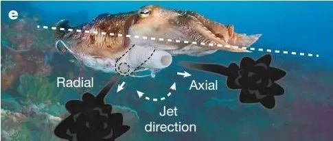 《自然》：不用打针了！模仿乌贼喷墨，MIT科学家开发喷药胶囊，有望革新药物递送方式